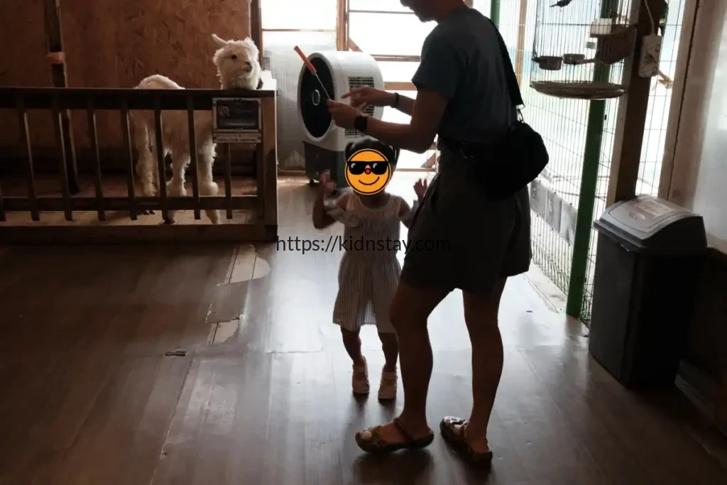 알파카 먹이주기