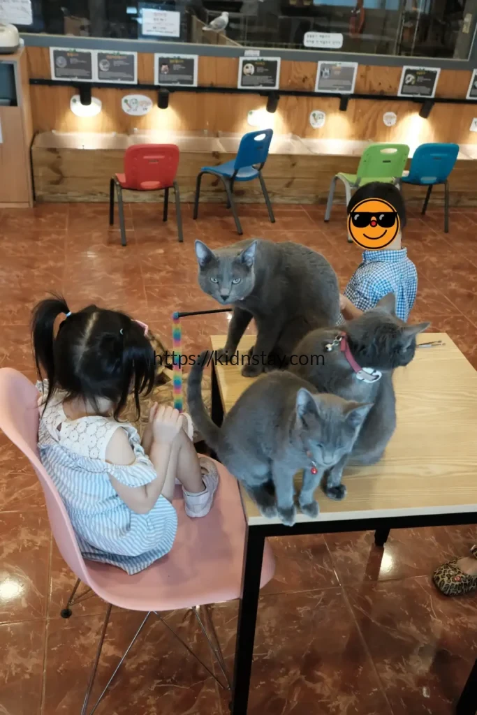 쥬파크 접대 냥이