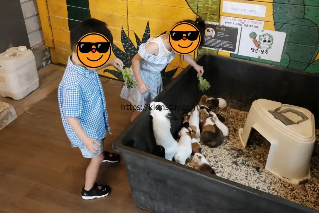 기니피그 먹이주기