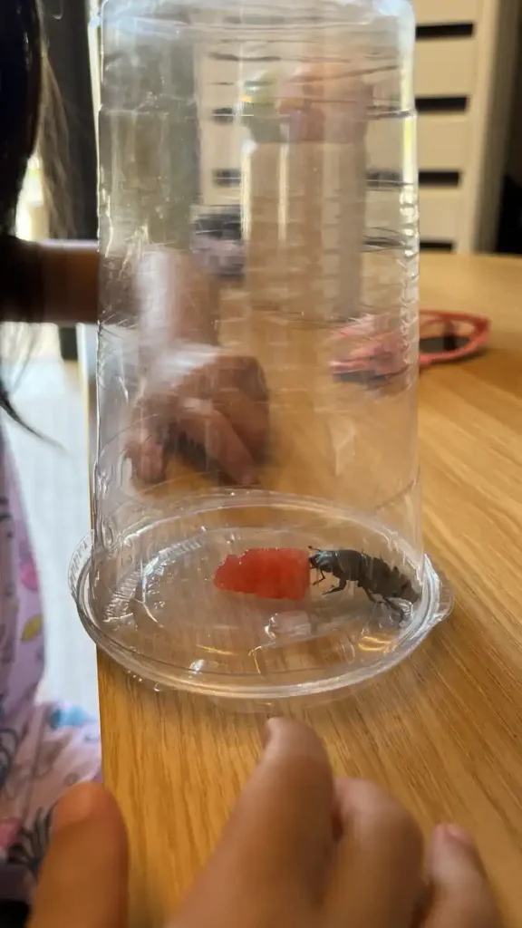 사슴벌레 먹이주기 및 관찰
