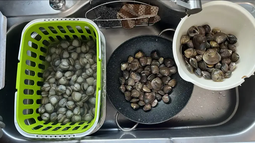갯벌체험 백합 동죽 조개 해감 및 세척