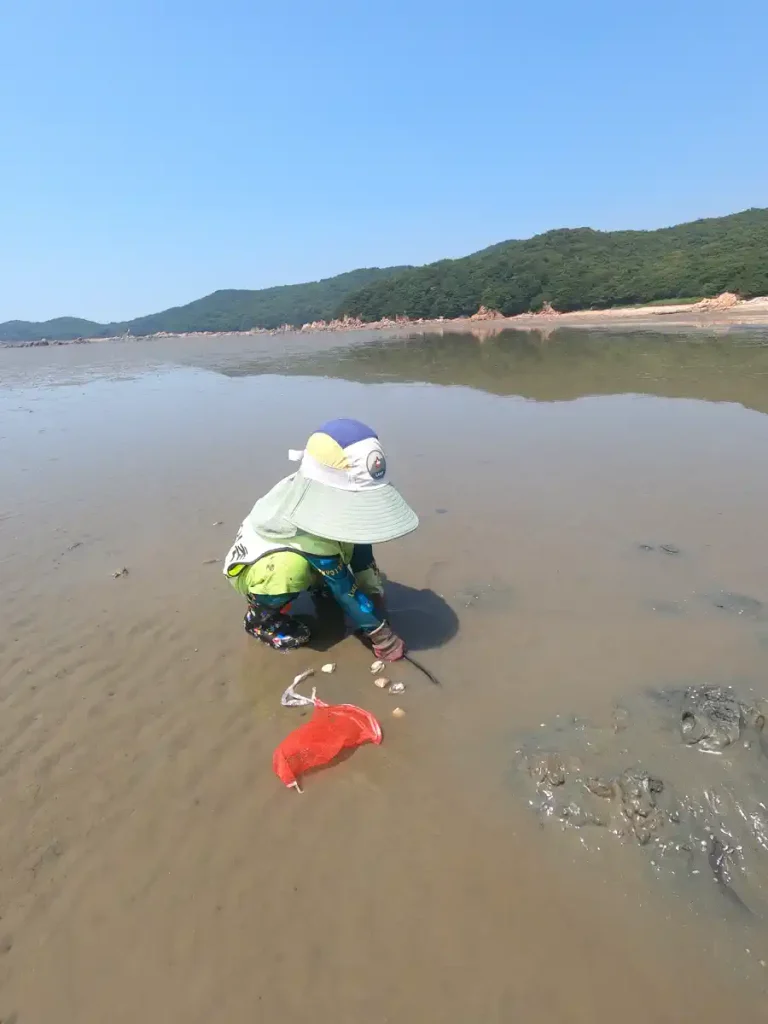 아이와 조개 수확